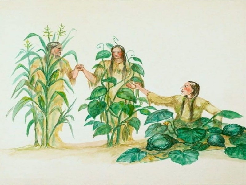 Illustration of the Three Sisters - corn, beans and squash