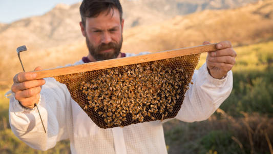 Noel Patterson, Sommelier & Beekeeper