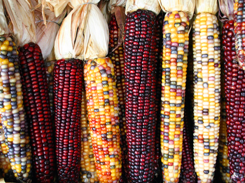 A photo of a variety of corncobs