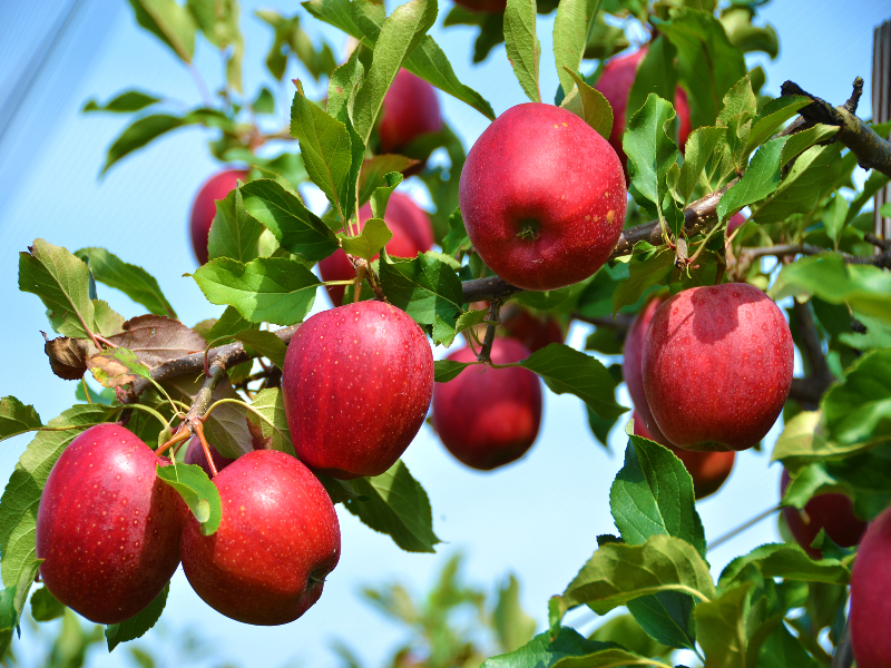 Photo of apples on a branch