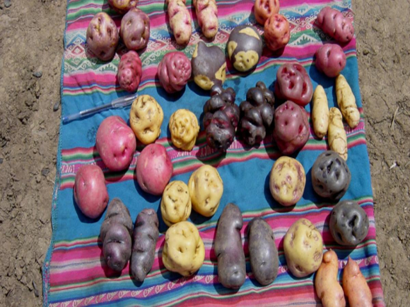 Photo of a variety of potatoes from Peru