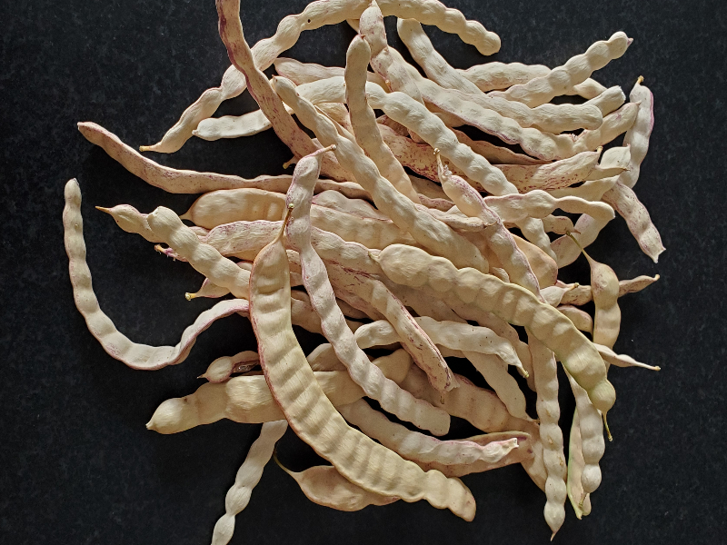 Photo of dried mesquite pods