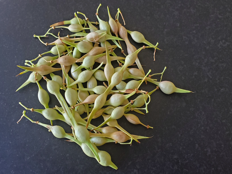 A photograph of palo verde bean pods