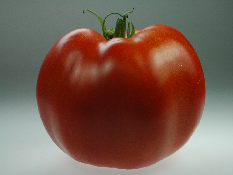 Photo of a red Jersey tomato