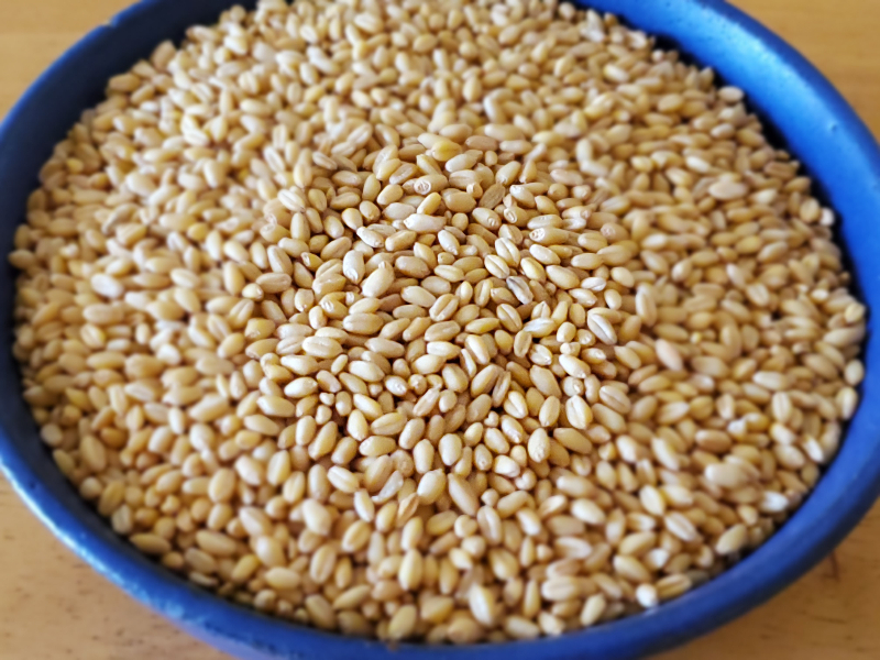 A photo of a bowl filled with White Sonora wheat berries.
