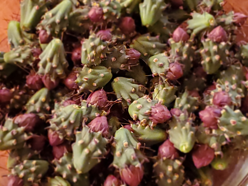A photo of a bowl of freshly picked cholla buds.