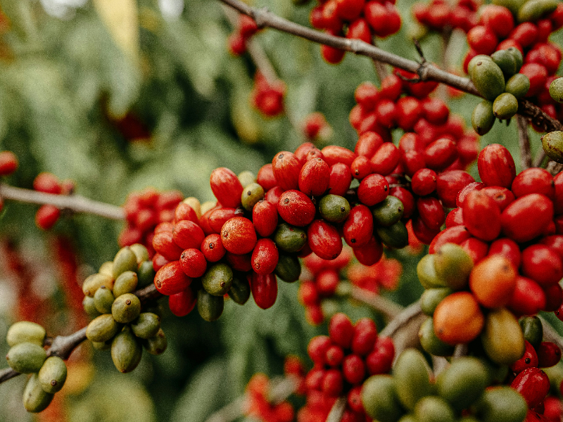 A photograph of coffee beans on branches.